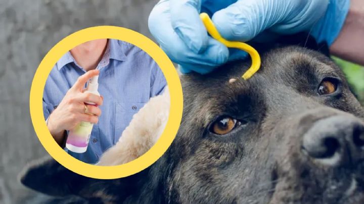 Elimina las garrapatas de tu perro en 7 minutos con este sencillo remedio casero, según experto