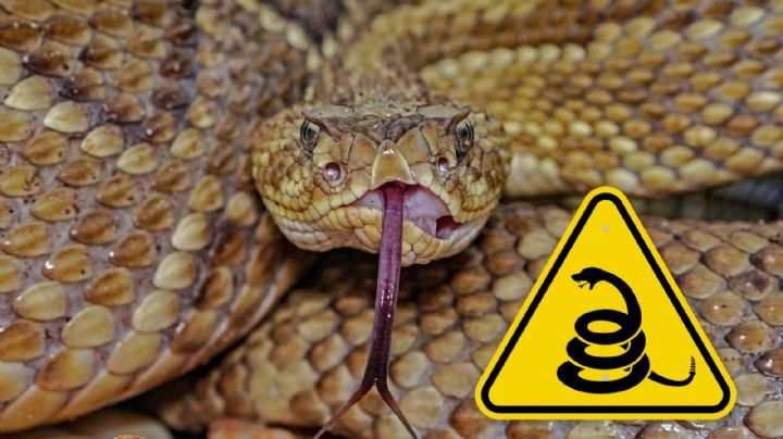 Ola de calor: 2 víboras fueron capturadas en Escobedo, Nuevo León; sorprendieron a los ciudadanos