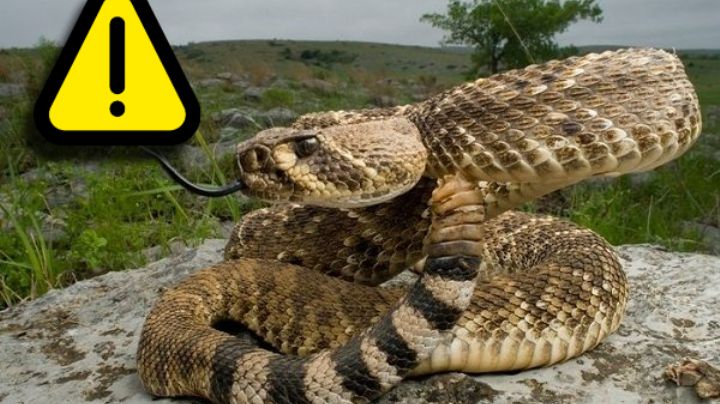 ¿Cómo saber si tienes una víbora de cascabel en casa?; estas señales la delatan