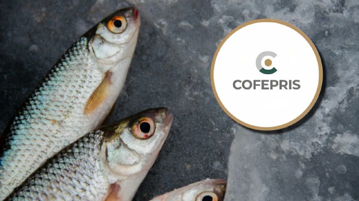 Cuaresma 2025: Cofepris te dice cómo saber si estás comprando un pescado fresco