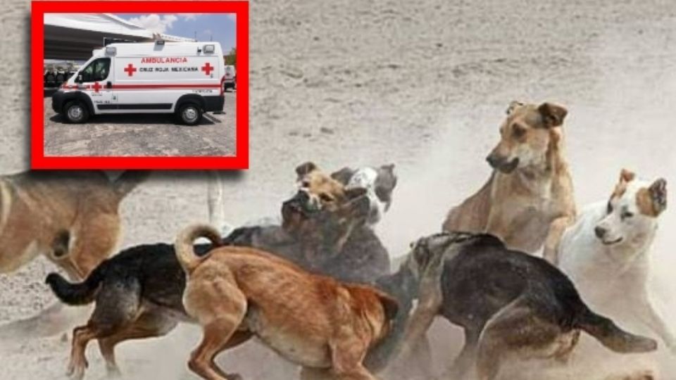 El sujeto fue víctima del ataque de uno de los perros, siendo lesionado en una de sus piernas por la fuerte mordida