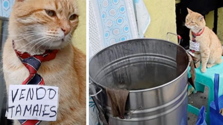 'Michi' vende los tamales más sabrosos de Toluca; gato Toby conquista a sus clientes