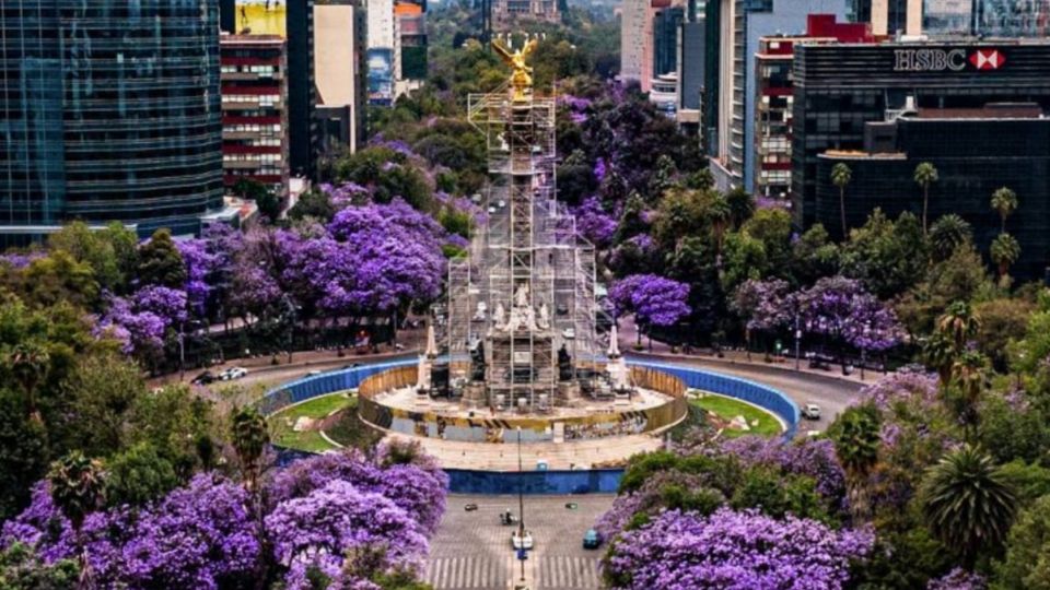 El peculiar color de las jacarandas llama la atención de turistas nacionales e internacionales