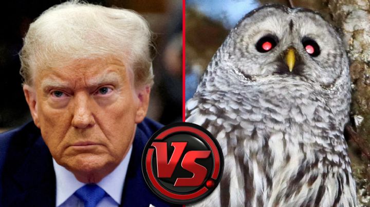 Trump vs. los búhos: ¿por qué pretende gastar más de mil millones de dólares para erradicarlos?