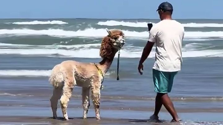 Isla del Padre: Llama disfruta de la playa en el spring break... y hasta selfies se toma | VIDEO