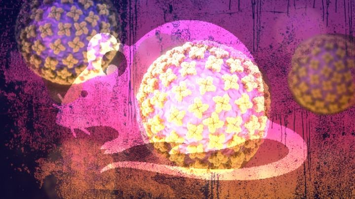 Hantavirus, una amenaza mortal en hogares mal ventilados; así puedes proteger a tu familia