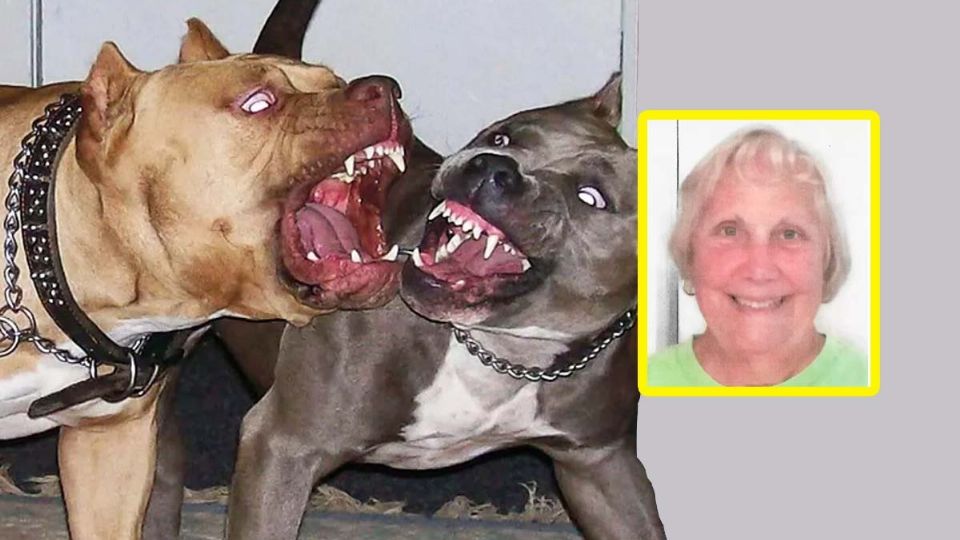 Perros pitbull asesinaron a abuela en Estados Unidos