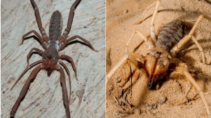 ‘Araña camello’: así es el temido arácnido carnívoro; ¿es una amenaza para los humanos?