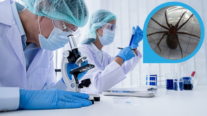 Araña violinista: ¿cuánto tiempo sobrevive sin comer?