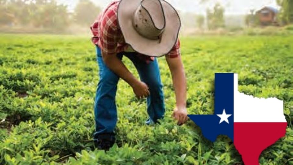 Asegúrate de cumplir con los requisitos y seguir los pasos para obtener la visa H-2A y ¡no dejes pasar esta chance de trabajar legalmente en el sector agrícola de Estados Unidos!