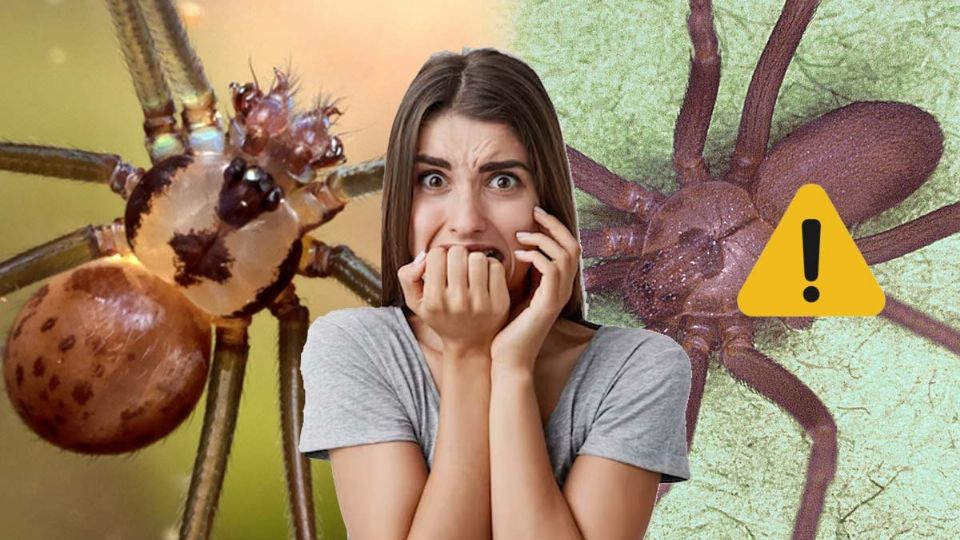 Esta es la falsa araña violinista que aterra a las personas