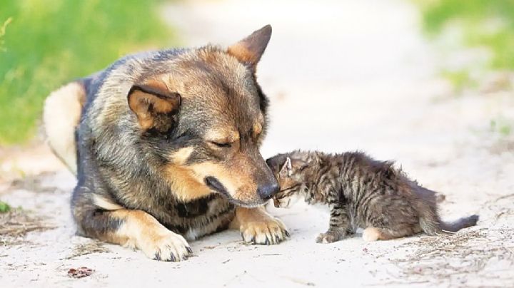 Buscan reducir a los callejeritos en Nuevo Laredo