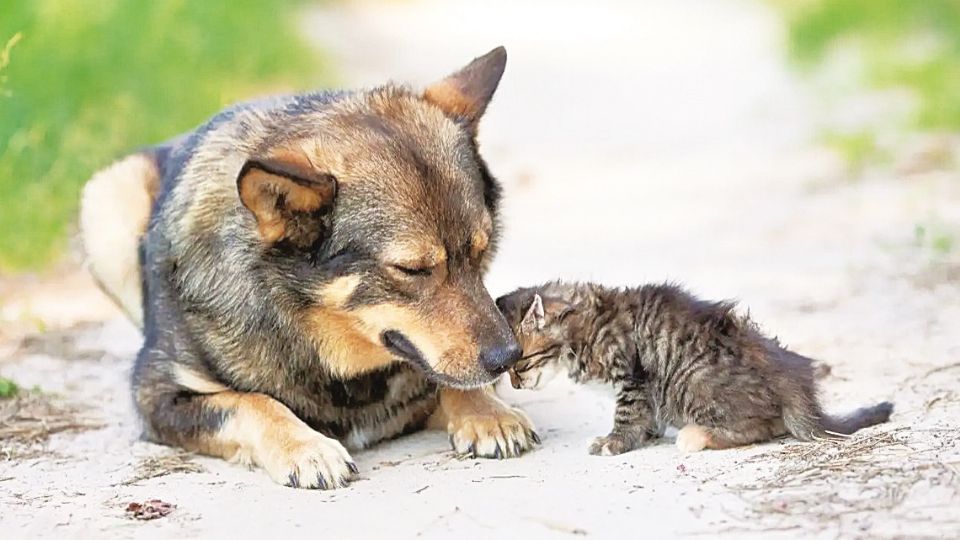 Las campañas se realizarán sobre todo en los lugares donde se ubican perros y gatos callejeros.