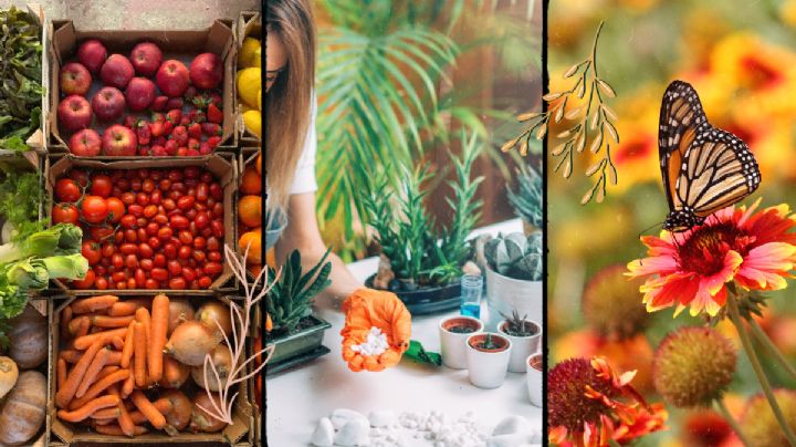 Primavera 2025: ¿cuáles plantas, frutos y flores puedes sembrar con la llegada del calor?