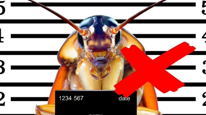 Cucarachas: el secreto que necesitan para sobrevivir; bórralo de tu casa y despídete de ellas