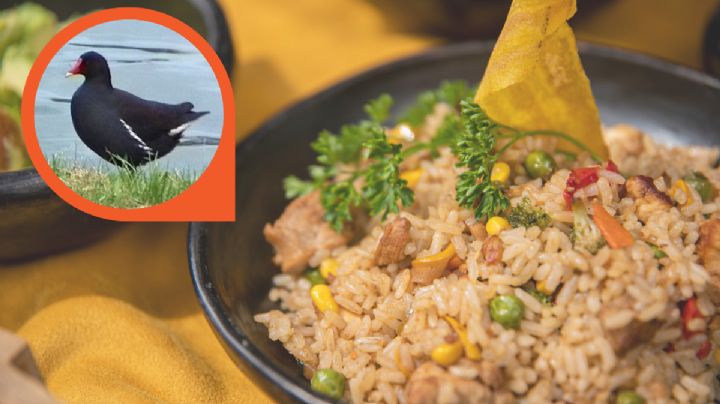 Gallina africana en Nuevo Laredo: ¿es comestible esta especie?; esto sabemos