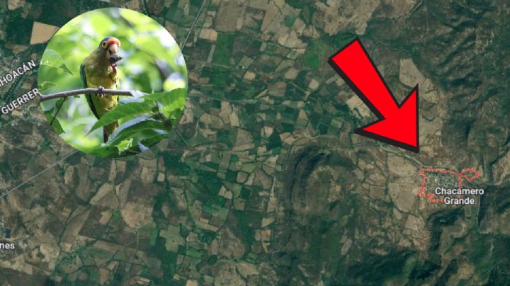 Profepa denuncia a influencer por saquear nido de pericos en peligro de extinción | VIDEO