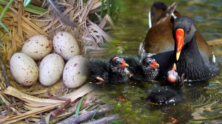 Gallina africana en Nuevo Laredo: aquí coloca sus huevos, ¿son de consumo humano?