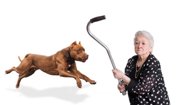 ¿Qué hacer si un perro pitbull te ataca?; así podrías quitártelo, según experto