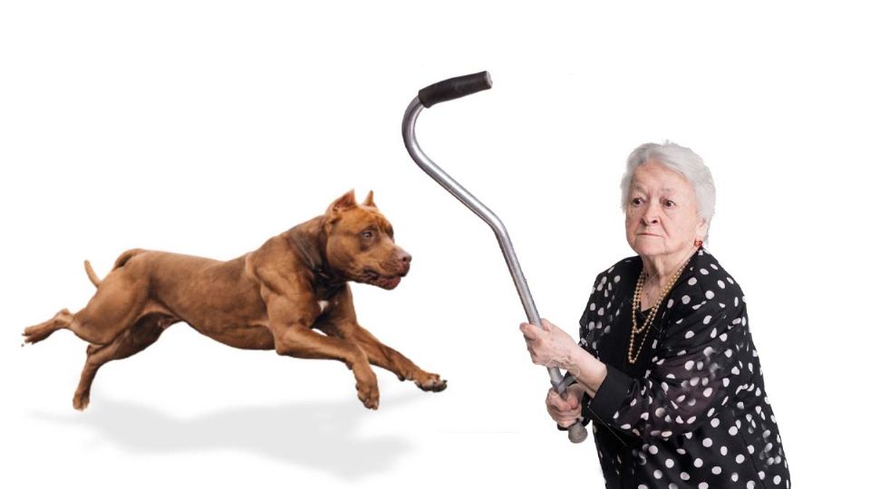 ¿Qué hacer ante el ataque de un perro pitbull?