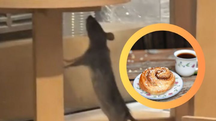 Captan enorme rata en local de Cinnabon, en Aeropuerto de Monterrey | VIDEO