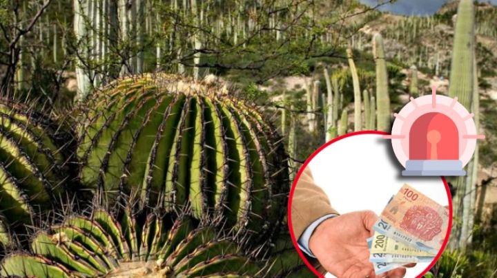 Tener esta planta en tu hogar podría costarte hasta 360 mil pesos de multa