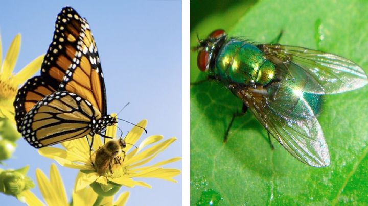 ¿Quién vive más tiempo, una mariposa o una mosca?
