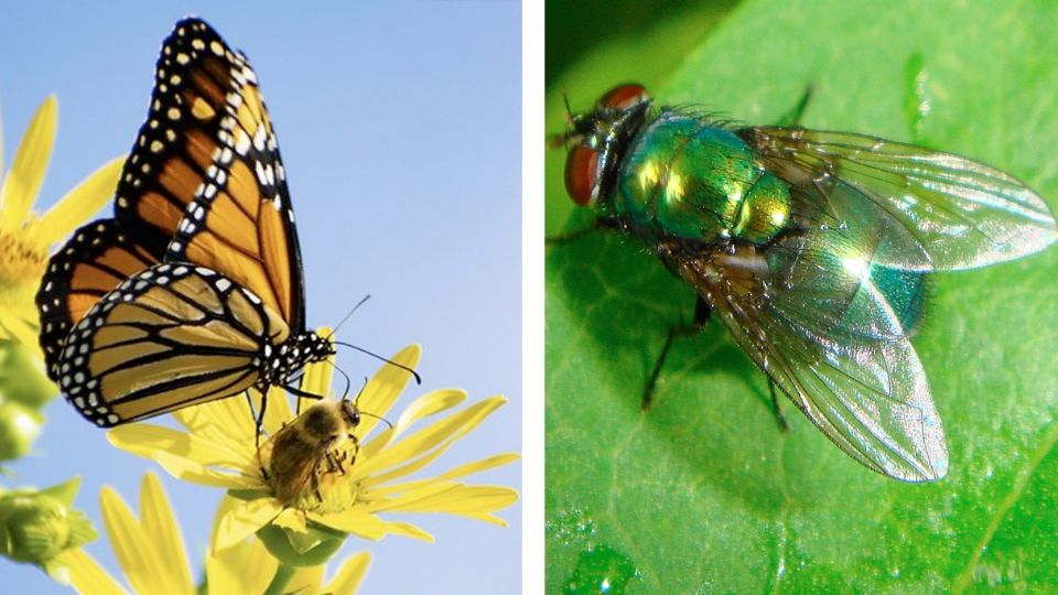 Mariposas y moscas