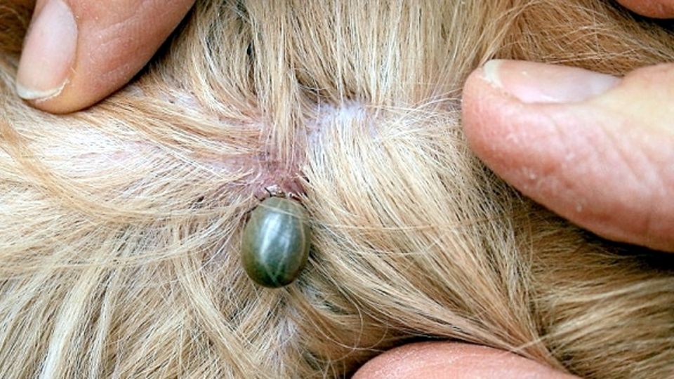 Garrapatas, un problema serio de salud.