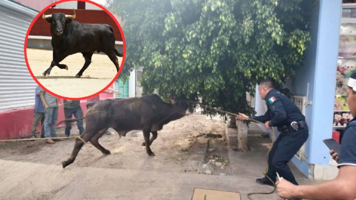 Toros provocan pánico en las calles luego de escapar de ranchería