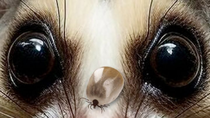 Estas especies animales pueden comer hasta 500 garrapatas al día; protégelas si entran a tu hogar