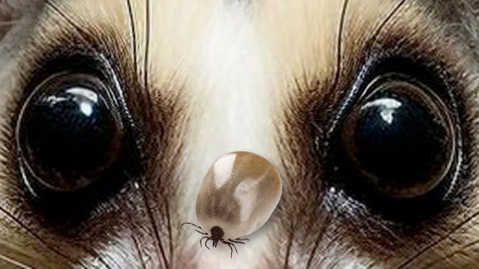 Especies que son el terror de garrapatas.