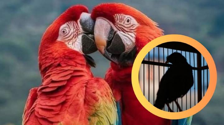 ¿Sabías que comprar y tener loros, pericos y guacamayas en casa es un delito que te podría llevar a la cárcel?