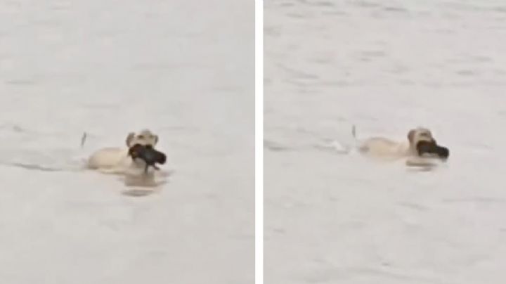 Amor de madre: perrita lucha para rescatar a su cachorro en la tormenta de Reynosa | VIDEO