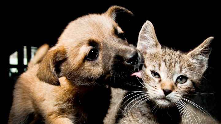 'Lomitos' y 'michis': este es el origen de estas tiernas palabras para nombrar a perros y gatos