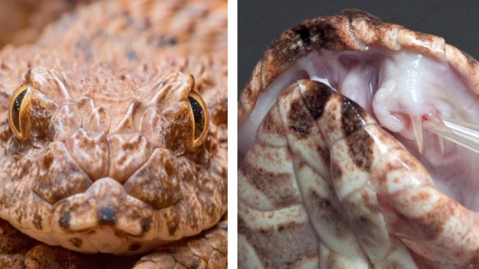 La serpiente de la muerte.