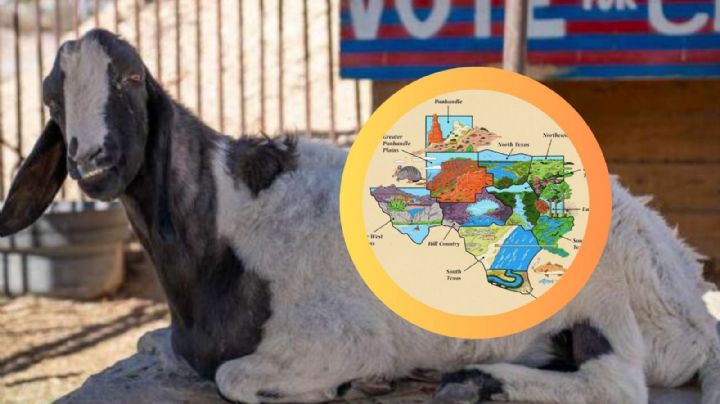 Texas: en este pequeño poblado fronterizo una cabra es la alcaldesa desde 1986