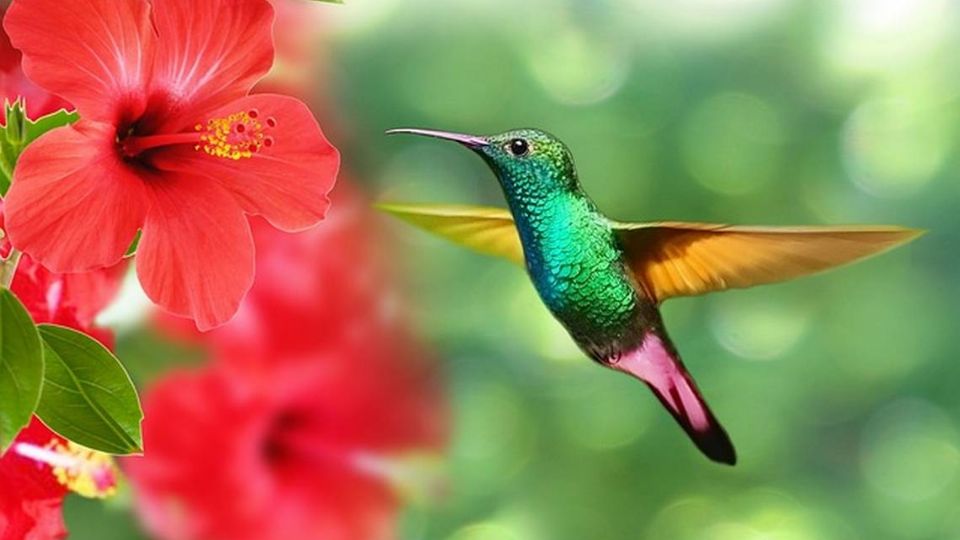 Atraer colibríes a tu jardín no solo es una forma de disfrutar de su belleza y energía, sino también de conectar con la naturaleza y sus significados más profundos
