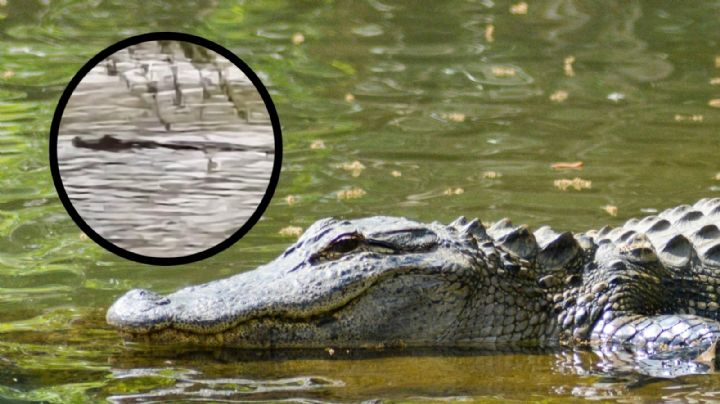 Alertan por presencia de cocodrilos en el Río Bravo; autoridades piden no acercarse a la orilla