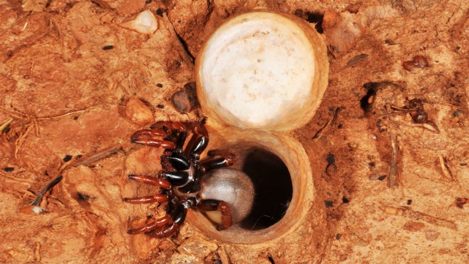 Esta nueva especie hace túneles en el subsuelo.