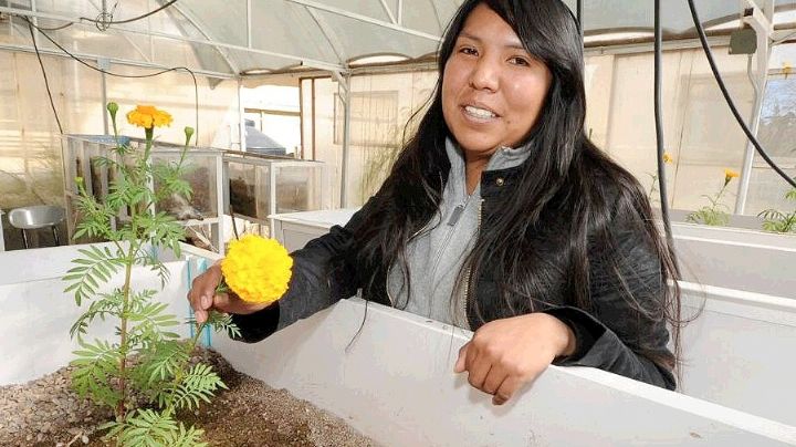 Así puedes convertir agua sucia en limpia con flores de cempasúchil