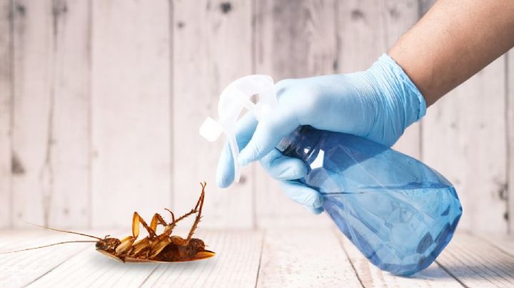 Prepara este líquido anti-cucarachas para fumigar tu casa: solución eficaz, ecológica y económica