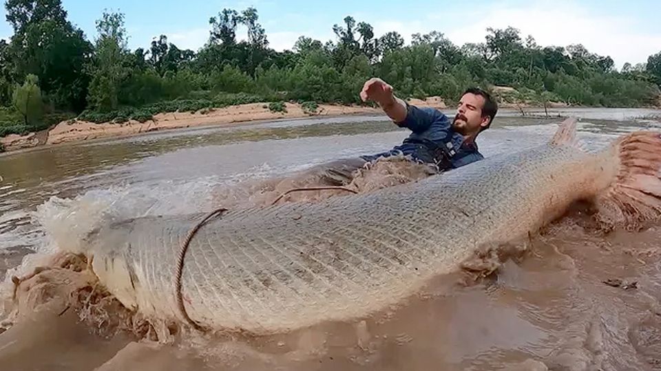 ¿Los catanes son un riesgo para los humanos?