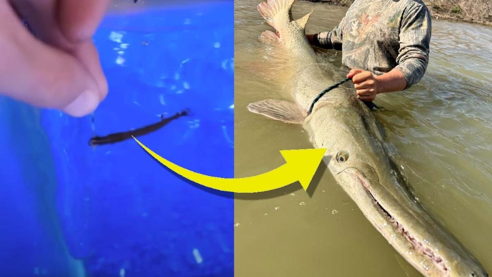 El pez catán es muy querido en Texas