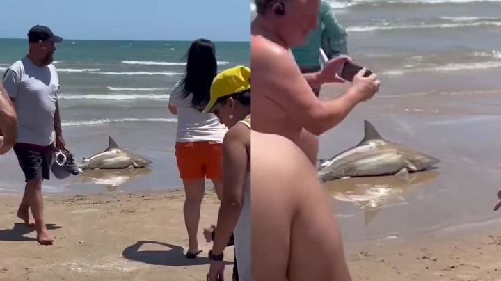 Tiburón se sale del mar en Texas y turistas se alertan por el animal en la arena | VIDEO
