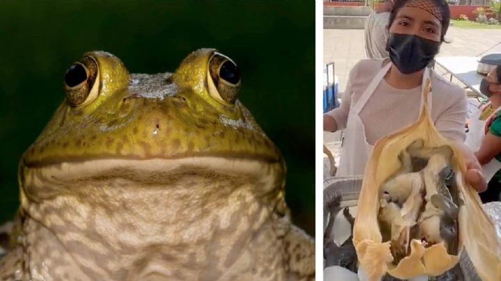 Tamal de rana, la opción para no caer en tentación de comer carne roja en Semana Santa