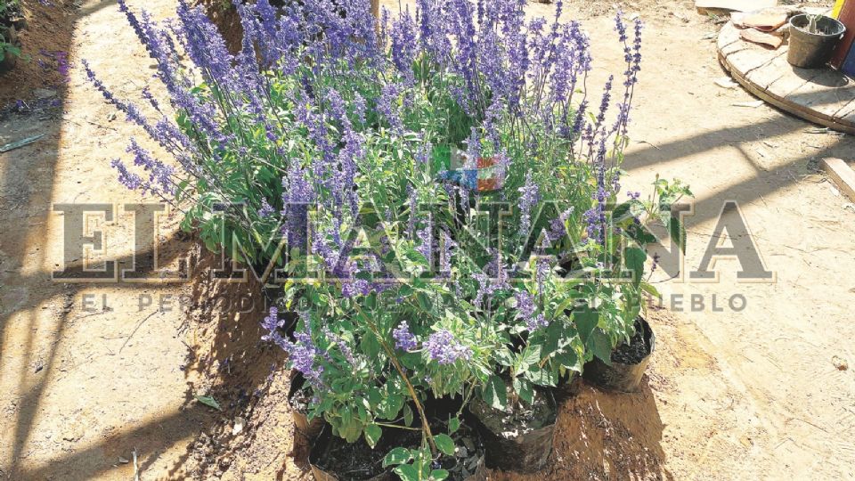 La mayoría de las plantas son reproducidas por personal de la Coordinación Ambiental.