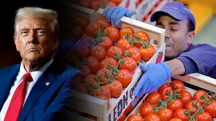 Va Trump contra el tomate mexicano; le impone aranceles de 20.91% y rompe acuerdo del 2019