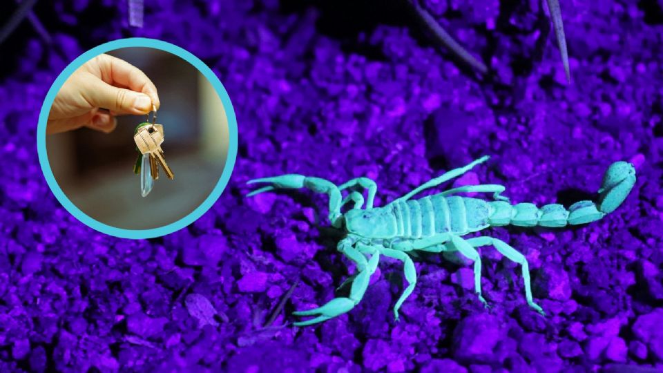 En estos lugares se esconden los alacranes dentro de tu hogar