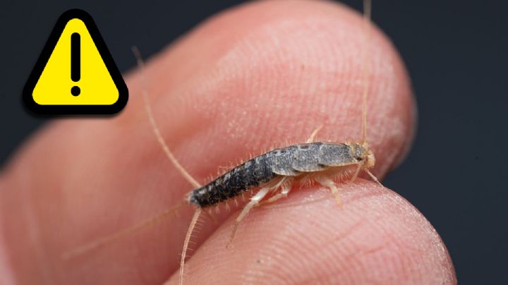 Cuidado con los 'pececillos de plata': así puedes librarte de esta molesta plaga